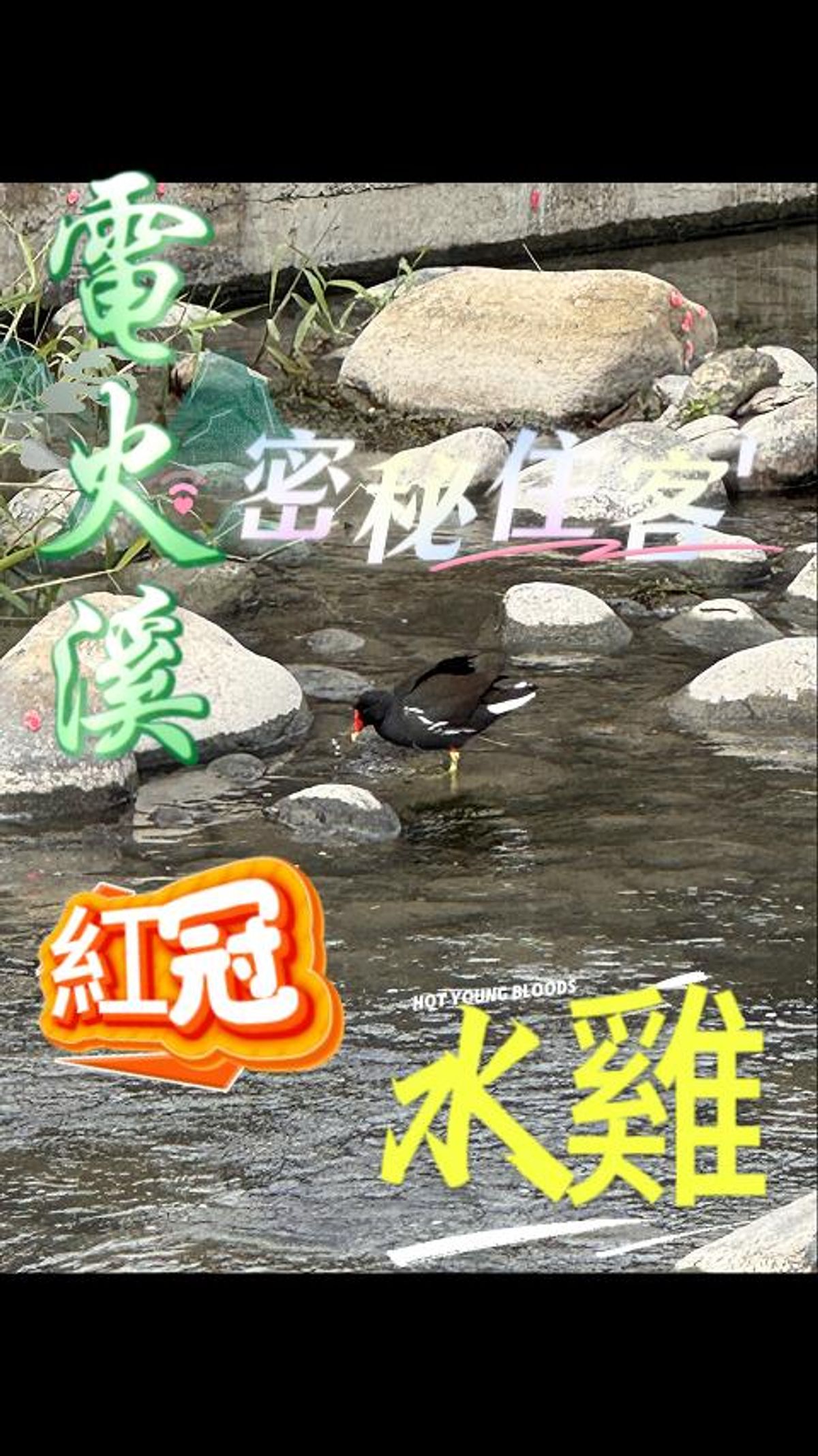 #慶祐 #友善環境 #電火系｜#紅冠水雞母雞帶小雞，生態超好的證據·#水鳥#環境指標#生態紀實#環境指標 #濕地生態 #水質乾淨 #台灣自然🌿