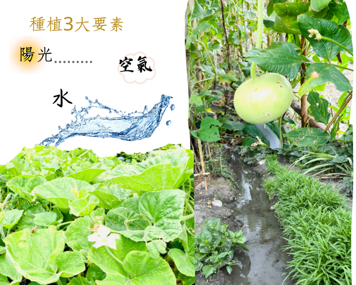日本新品種甜瓢瓜