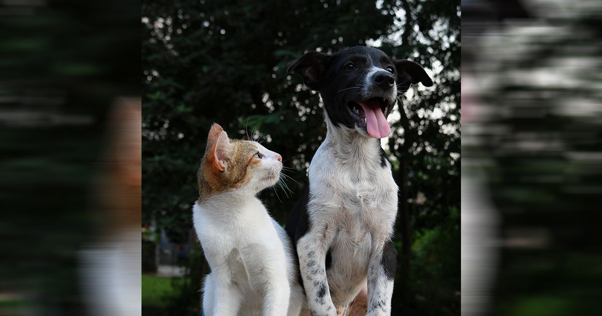 犬貓 急性腎衰竭vs慢性腎衰竭 貝樂星