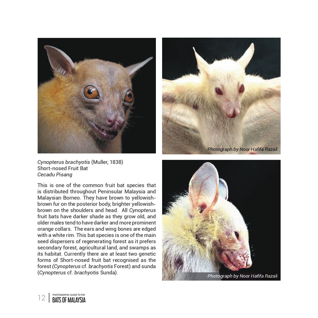Bats of Malaysia-29_page-0001.jpg