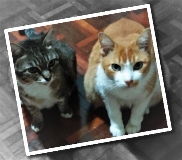A picture containing text, cat, domestic cat, picture frame

Description automatically generated