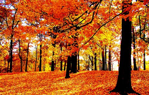 Diferencias-entre-JPEG-y-JPG