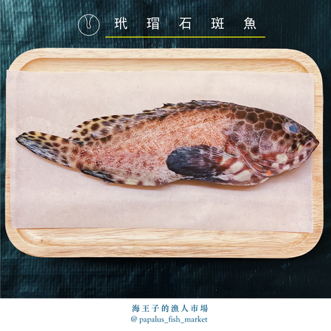 玳瑁石斑魚.png