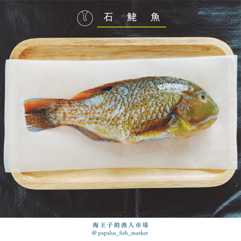 石鮱魚.png