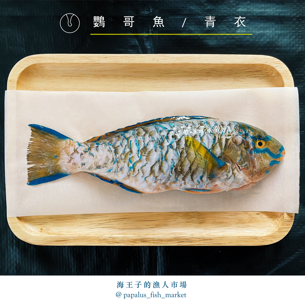 鸚哥魚 青衣 海王子的漁人市場