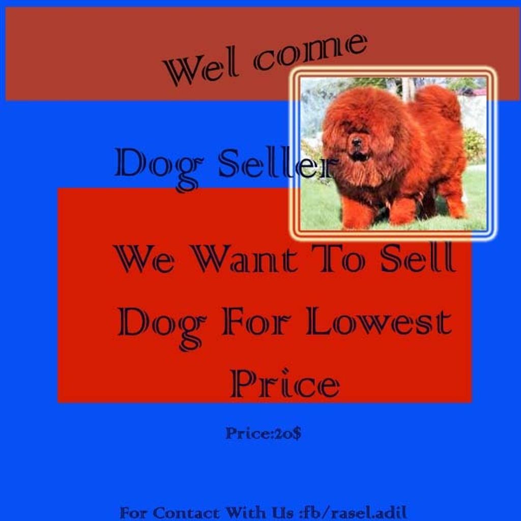 dogs.jpgs.jpg