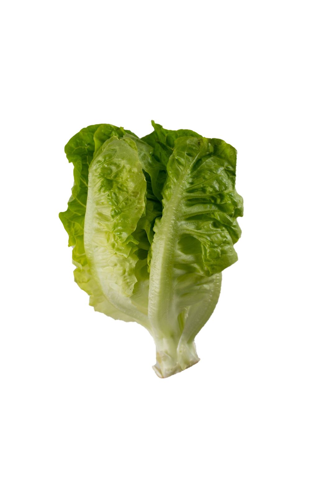 Lettuce Butterhead 3.jpg