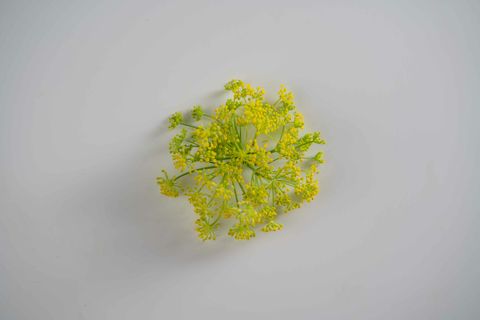 Kale Flowers.jpg