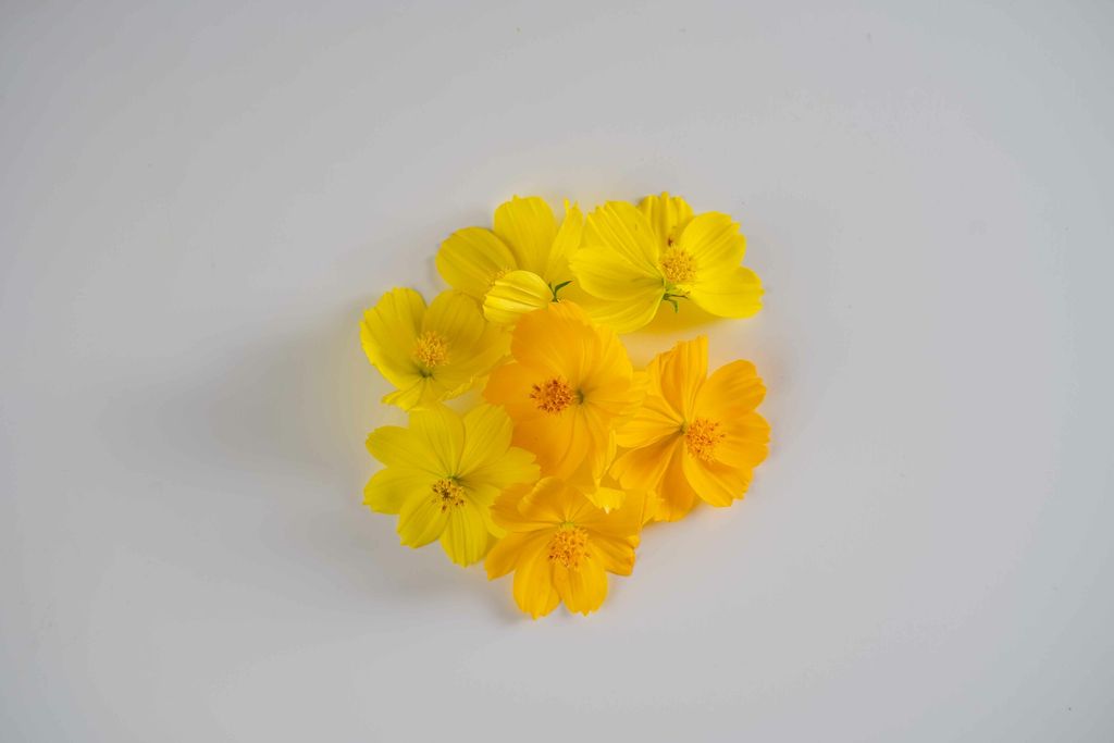 Yellow Cosmos.jpg