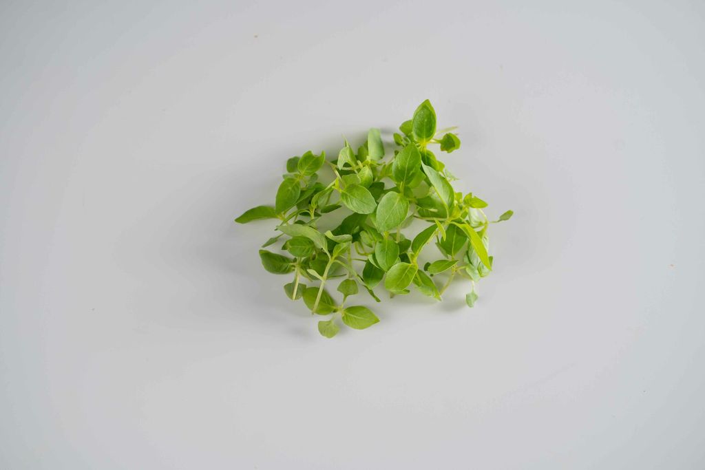 Italian Basil.jpg