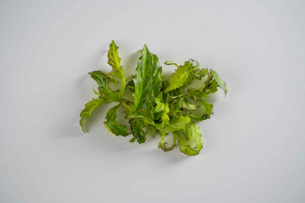 Okinawa spinach -in catalog Baby Okinawa.jpg