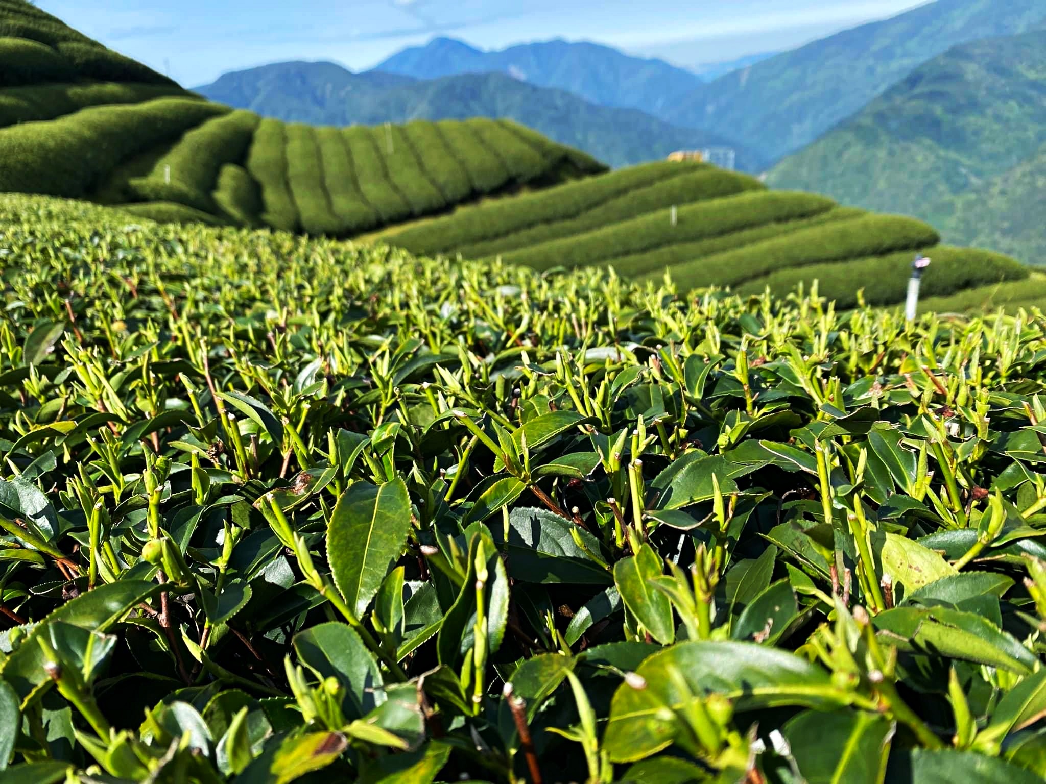 中區茶區一次說給你懂！