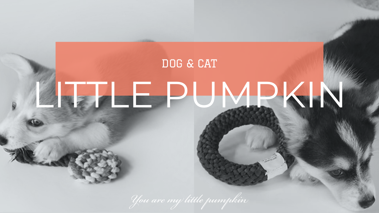 歡迎光臨Little Pumpkin