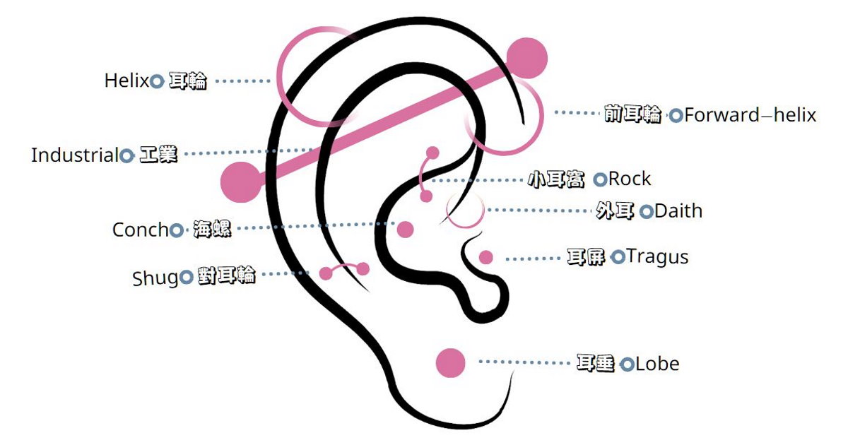穿洞尺寸表-耳朵