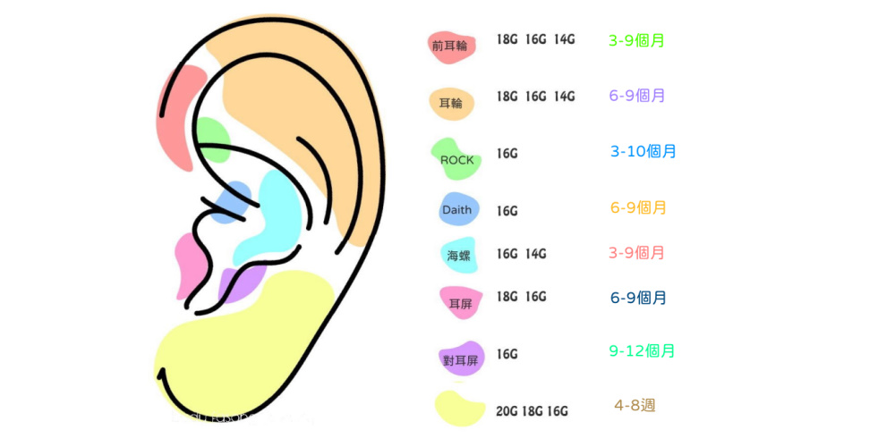耳洞位置、疼痛指數