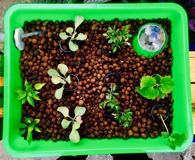 QY-DIY-hydroponics9.jpg