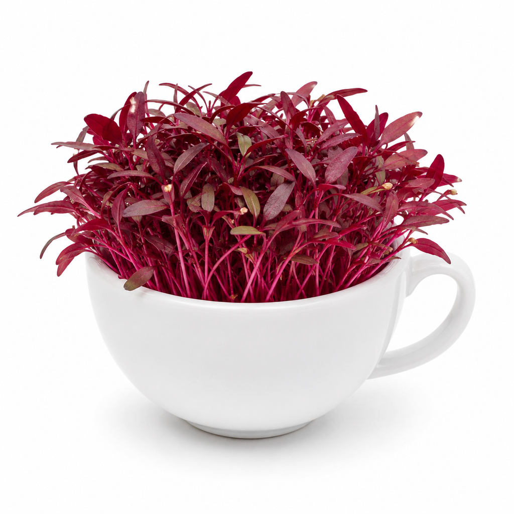 Amaranth