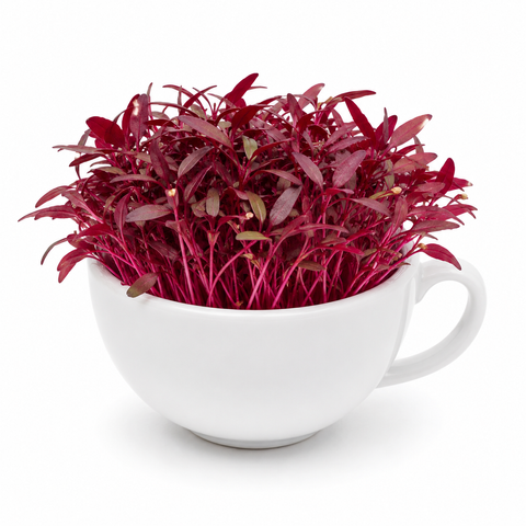 Amaranth