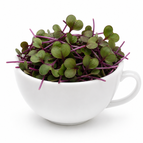 Red Cabbage