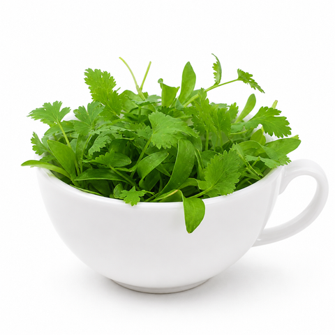 Cilantro