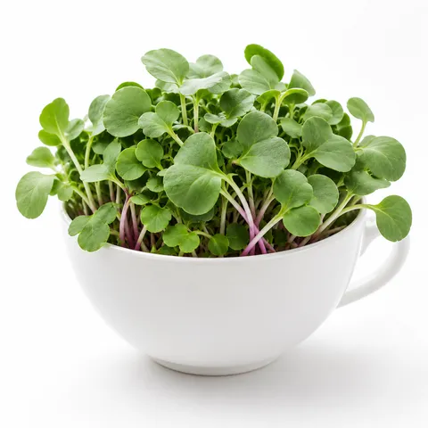 Radish