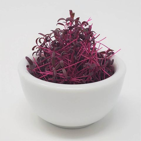 bowl 紅莧苗 RED AMARANTH.jpeg