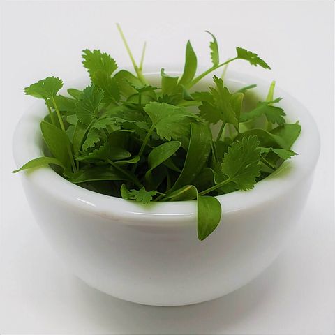 Bowl 芫荽 CILANTRO MICROGREENS.jpeg