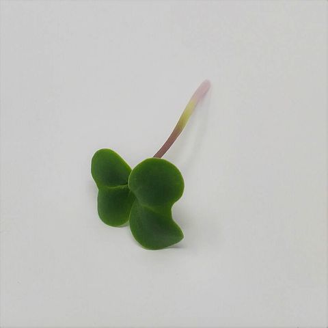 Green 花椰菜苗 BROCCOLI MICROGREENS.jpeg