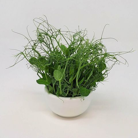 Bowl 豌豆 PEA SHOOTS MICROGREENS.jpeg