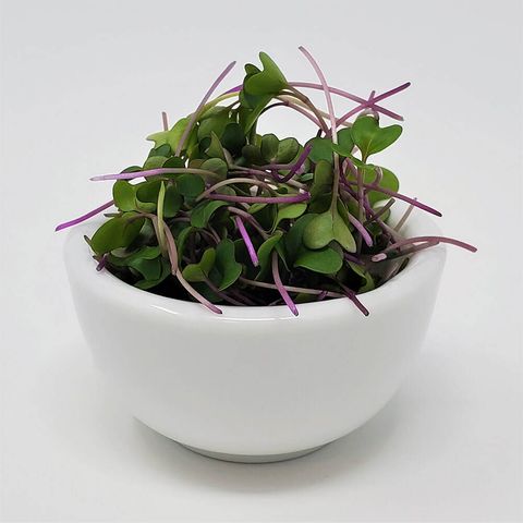 Bowl 羽衣甘藍 KALE MICROGREENS.jpeg