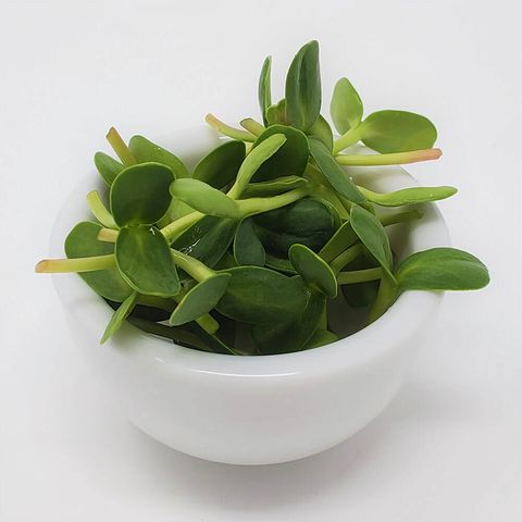 Bowl 葵花苗 SUNFLOWER MICROGREENS.jpeg