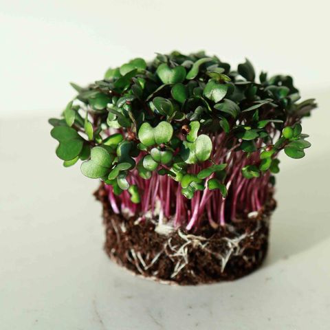 Red,Cabbage-Microgreens