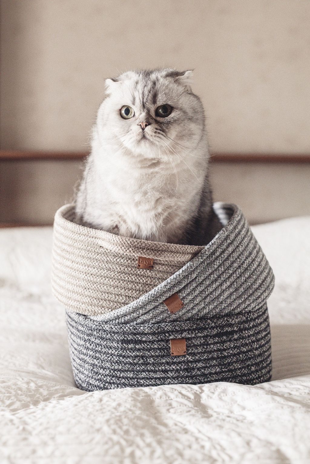 99A5E8AF-18A1-48E8-97B1-1E6FFFCAAAB8