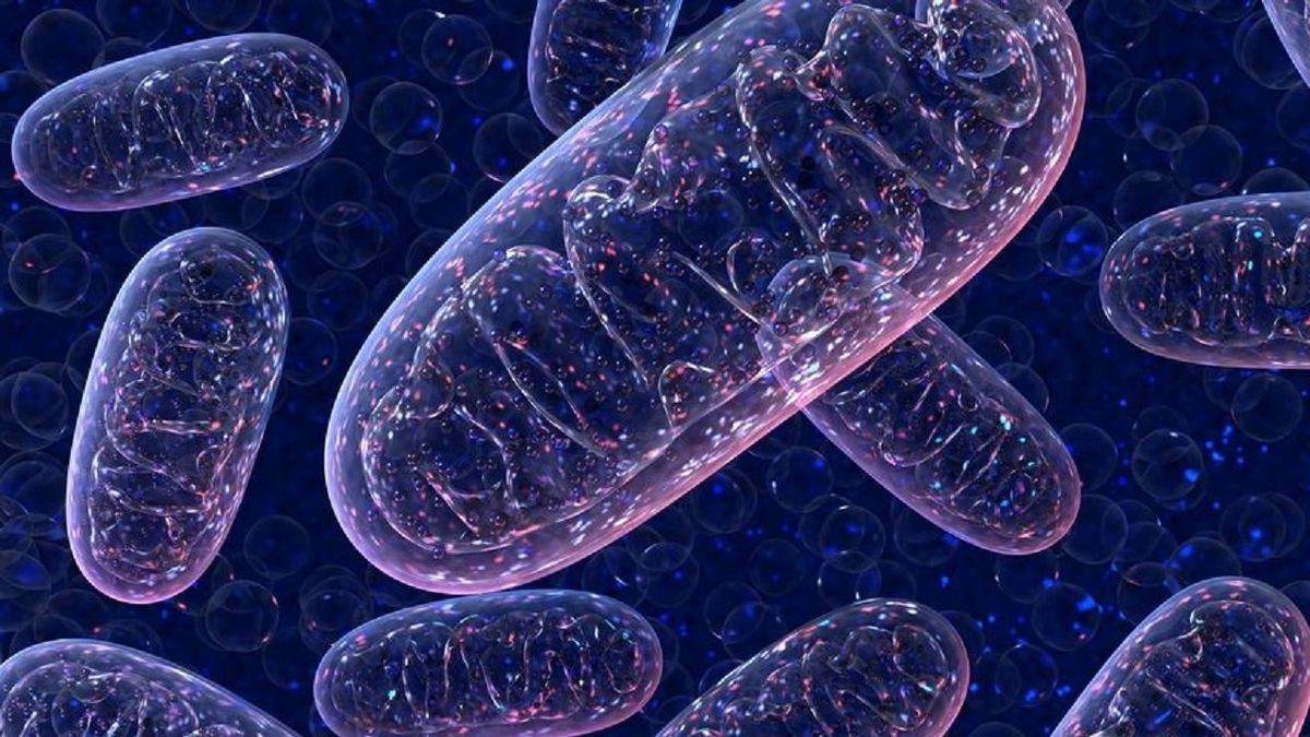 Mitochondrion 粒線體健康對身體的重要性