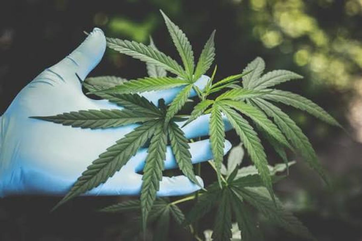 德國大麻合法化新法上路！18歲可持有與種植 : 開放使用娛樂性大麻
