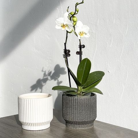 tw-11134207-7r98u-lonkn3ij283g4a