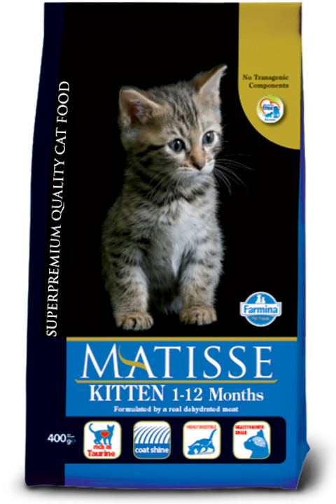 matisse kitten