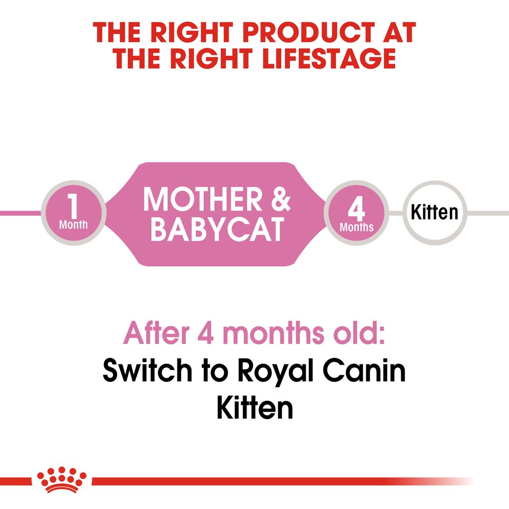 FHN Mother _ Babycat Hero 2
