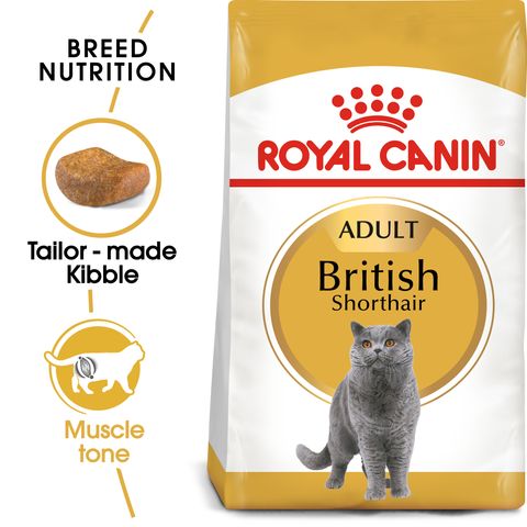 FBN British Shorthair Adult Hero 1