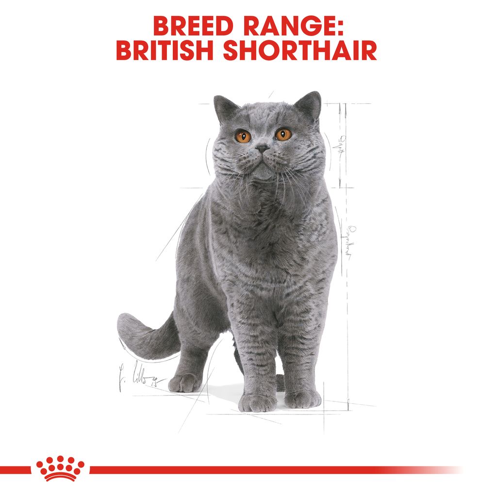 FBN British Shorthair Adult Hero 2