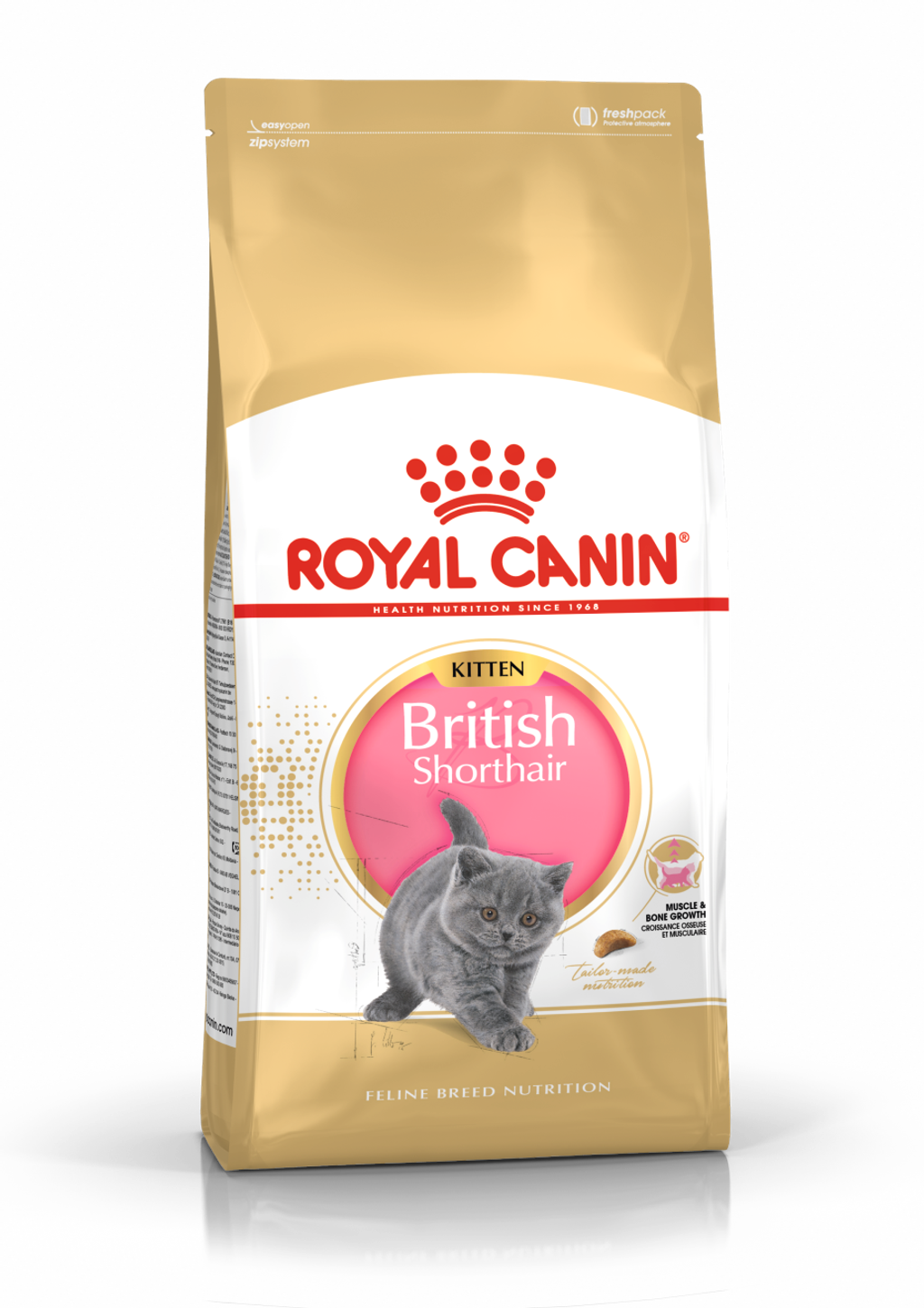 Copy of FBN British Shorthair Kitten Hero 8