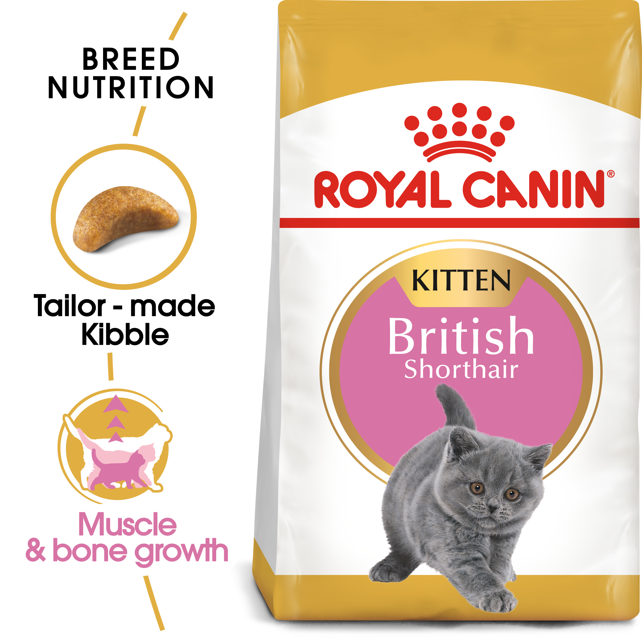 FBN British Shorthair Kitten Hero 1