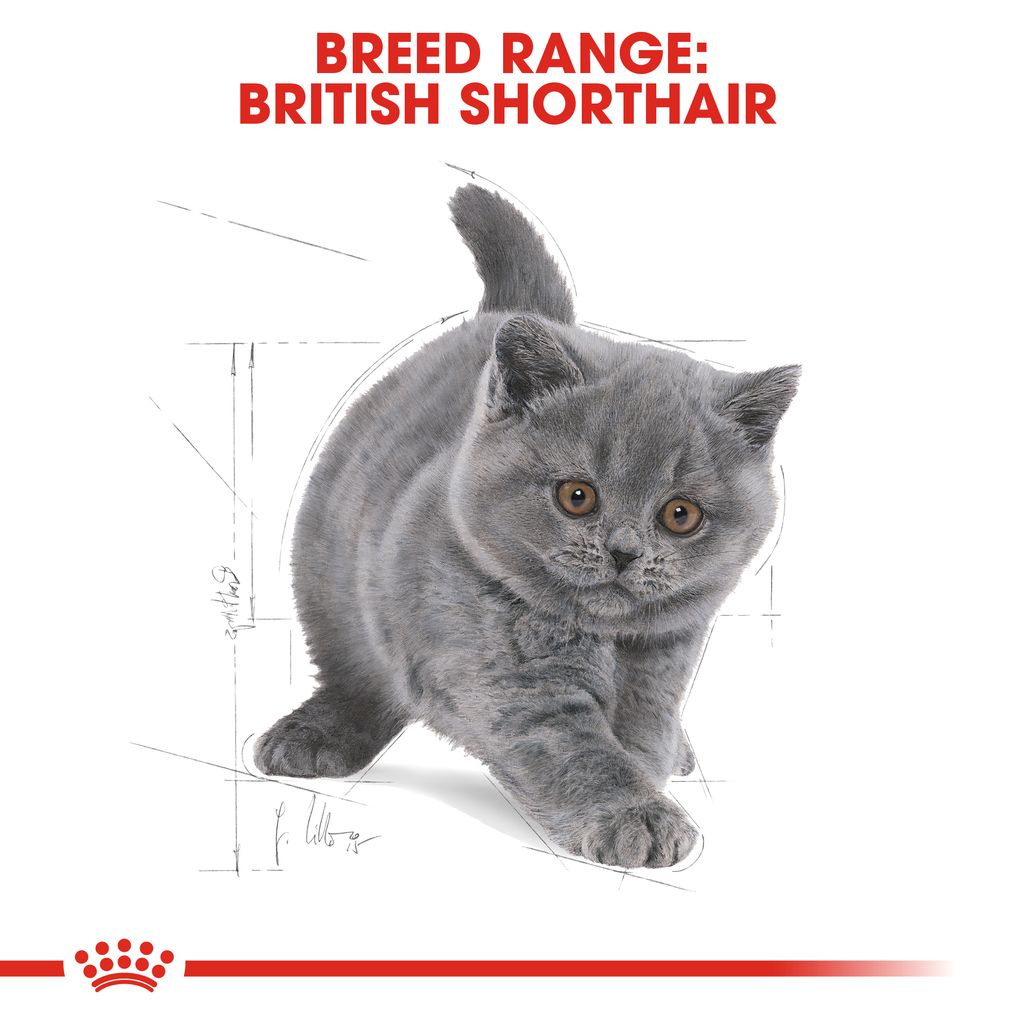FBN British Shorthair Kitten Hero 5