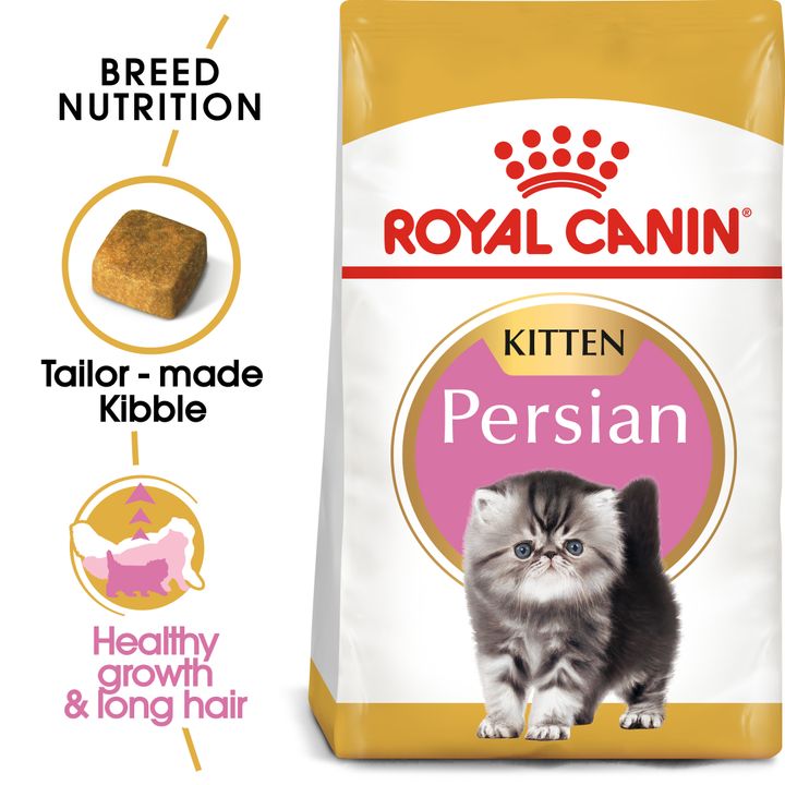 FBN Persian Kitten Hero 1