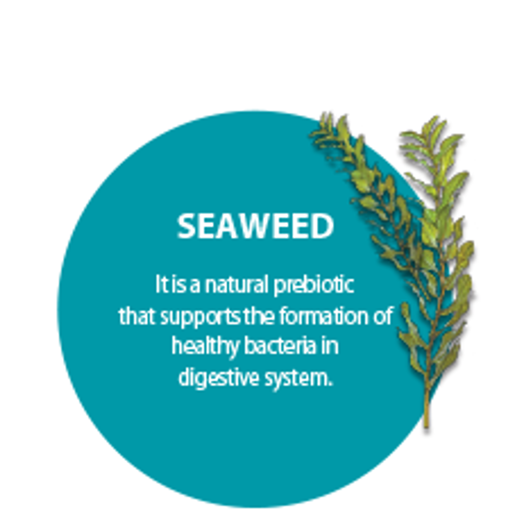 seaweed