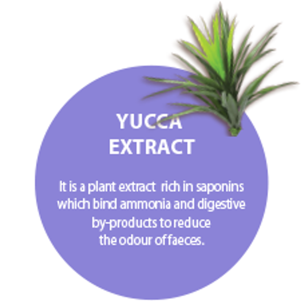 yucca-extract