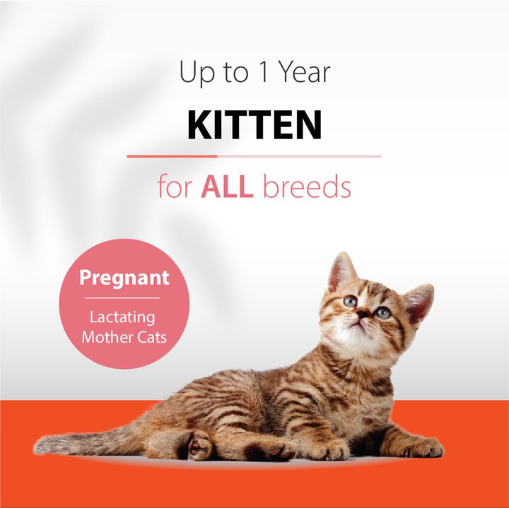 kitten 1
