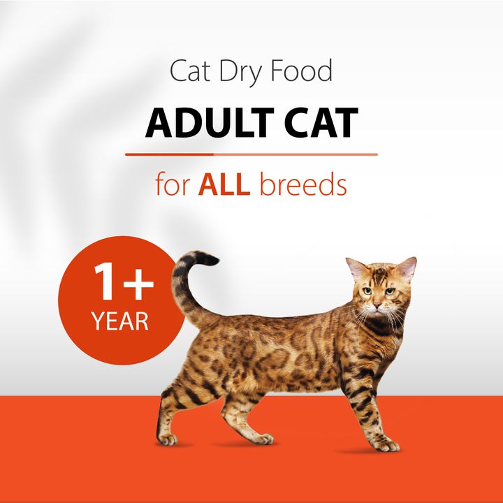 adult 1