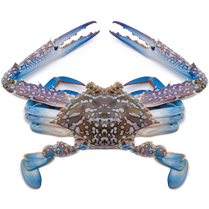 Flower Crab Pu Sang Ipoh.jpg