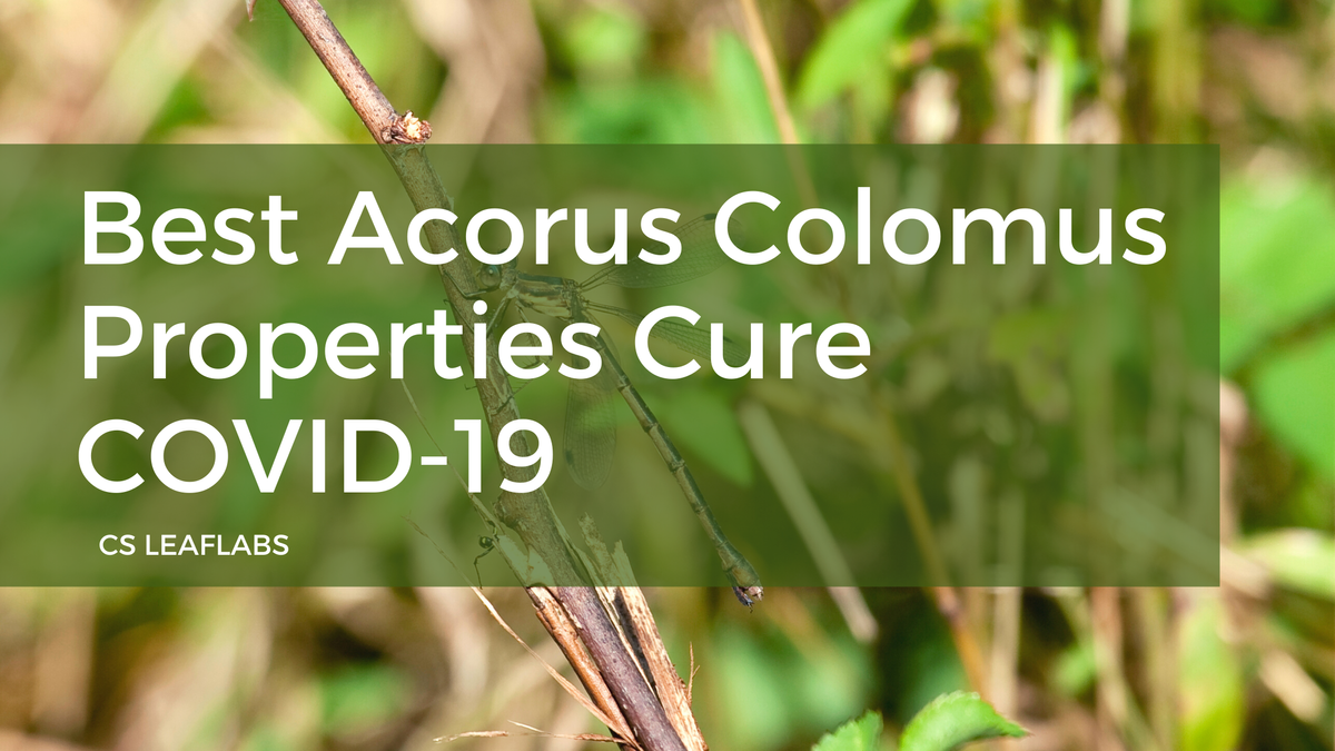 Best Acorus Colomus Properties Cure COVID-19.